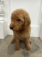 Blue male , a male Poodle - Standard  for sale in Wray, GA – 1 of 4