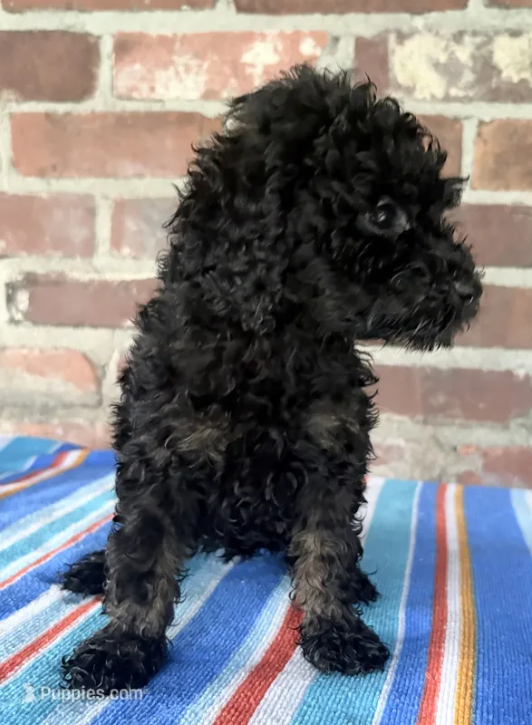 Mini Phantom  – Poodle - Miniature  puppy for sale in Wray, GA