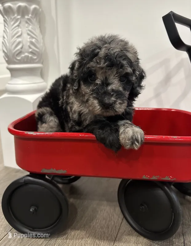 Mini Merle  – Poodle - Miniature  puppy for sale in Wray, GA