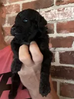 Mini Phantom , a female Poodle - Miniature  for sale in Wray, GA – 2 of 4