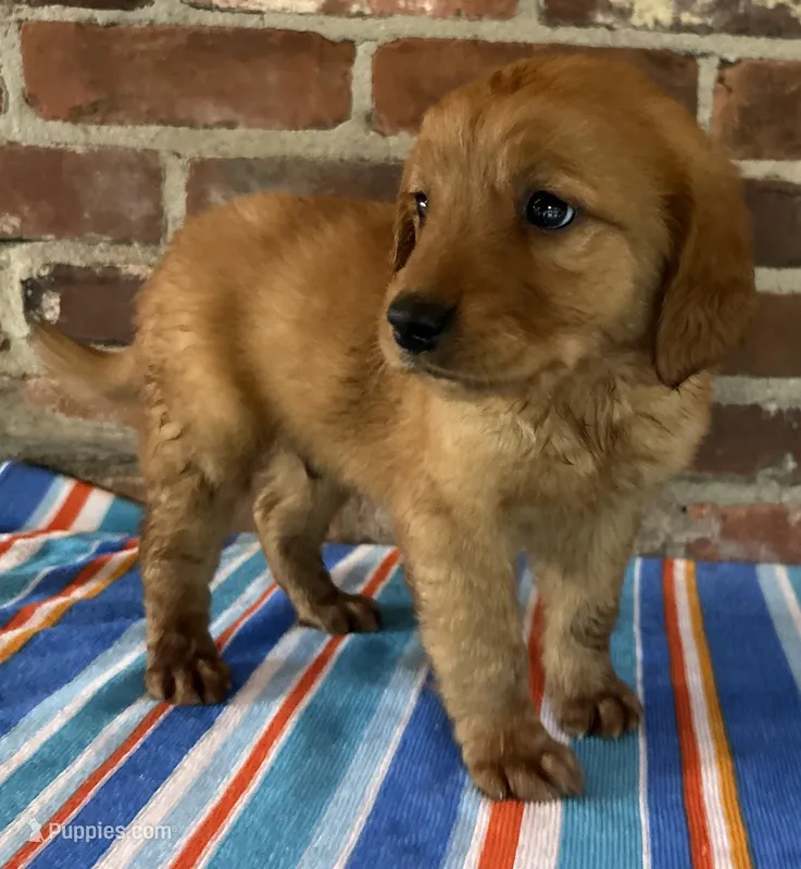 Pink Girl – Golden Retriever puppy for sale in Wray, GA