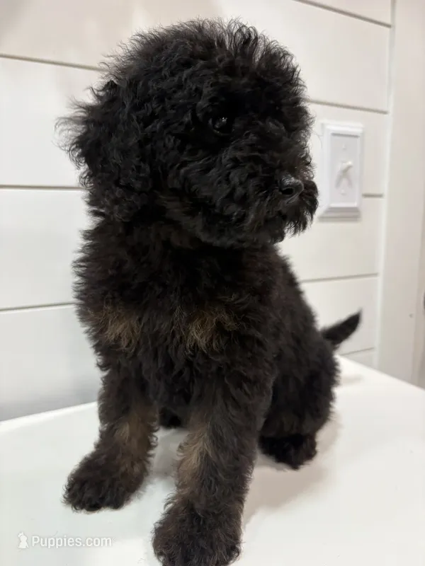 Mini Phantom  – Poodle - Miniature  puppy for sale in Wray, GA