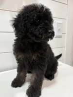 Mini Phantom , a female Poodle - Miniature  for sale in Wray, GA – 2 of 6