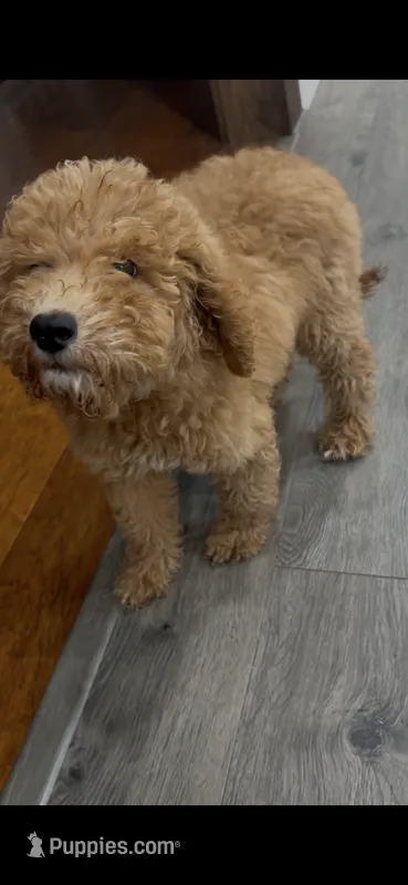 AKC standard Poodle  – Poodle - Standard  puppy for sale in Wray, GA