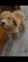 AKC standard Poodle , a female Poodle - Standard  for sale in Wray, GA – 2 of 5