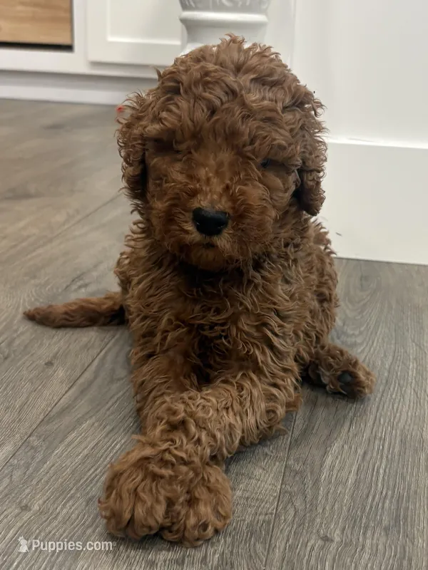Goldendoodle Girl – Goldendoodle puppy for sale in Wray, GA