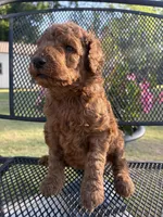 Goldendoodle Girl, a female Goldendoodle for sale in Wray, GA – Photo 3 of 3