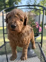 Goldendoodle Girl, a female Goldendoodle for sale in Wray, GA – Photo 2 of 3
