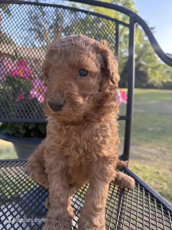 Goldendoodle Girl – Goldendoodle puppy for sale in Wray, GA