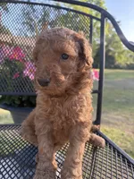 Goldendoodle Girl, a female Goldendoodle for sale in Wray, GA – Photo 1 of 3