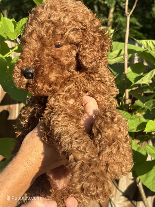 Goldendoodle Girl – Goldendoodle puppy for sale in Wray, GA