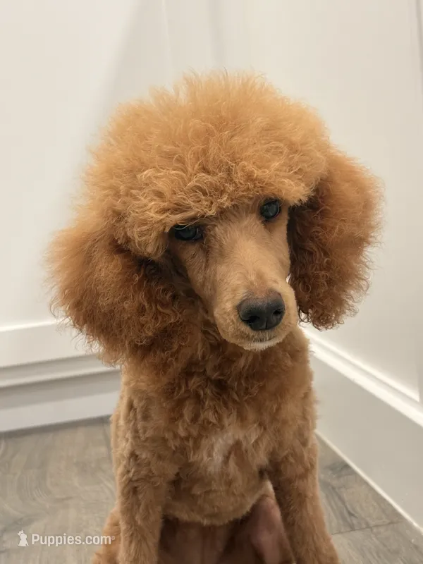 AKC standard Poodle  – Poodle - Standard  puppy for sale in Wray, GA
