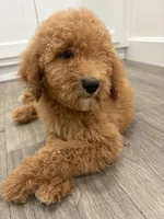 AKC standard Poodle , a female Poodle - Standard  for sale in Wray, GA – 4 of 5