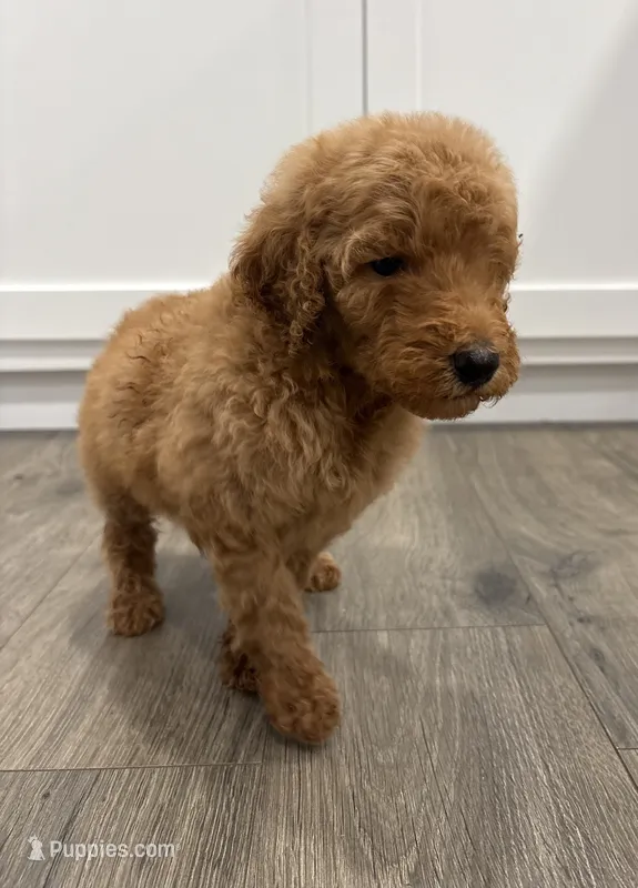 Blue male  – Poodle - Standard  puppy for sale in Wray, GA