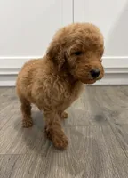 Blue male , a male Poodle - Standard  for sale in Wray, GA – 3 of 4