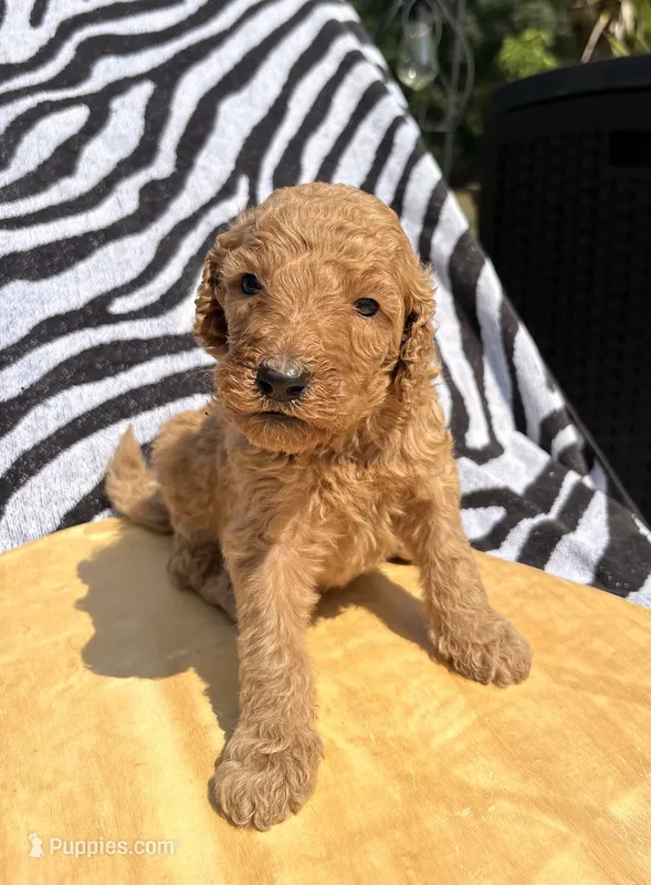 Blue male  – Poodle - Standard  puppy for sale in Wray, GA