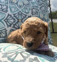 AKC green male , a male Poodle - Standard  for sale in Wray, GA – 3 of 3