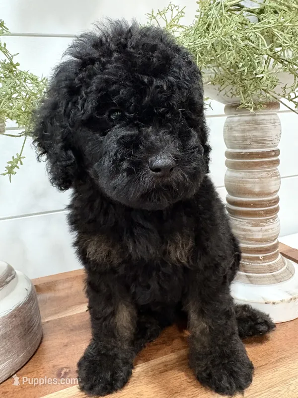 Mini Phantom  – Poodle - Miniature  puppy for sale in Wray, GA