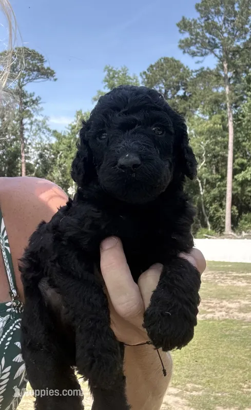 Black AKC girl – Poodle - Standard  puppy for sale in Wray, GA
