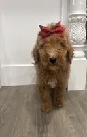 AKC standard Poodle , a female Poodle - Standard  for sale in Wray, GA – 3 of 4