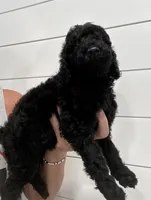 Black AKC girl, a female Poodle - Standard  for sale in Wray, GA – 3 of 3