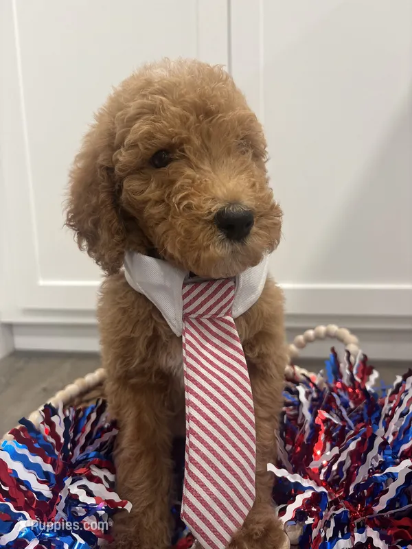 AKC green male  – Poodle - Standard  puppy for sale in Wray, GA