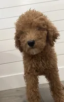 AKC green male , a male Poodle - Standard  for sale in Wray, GA – 5 of 5