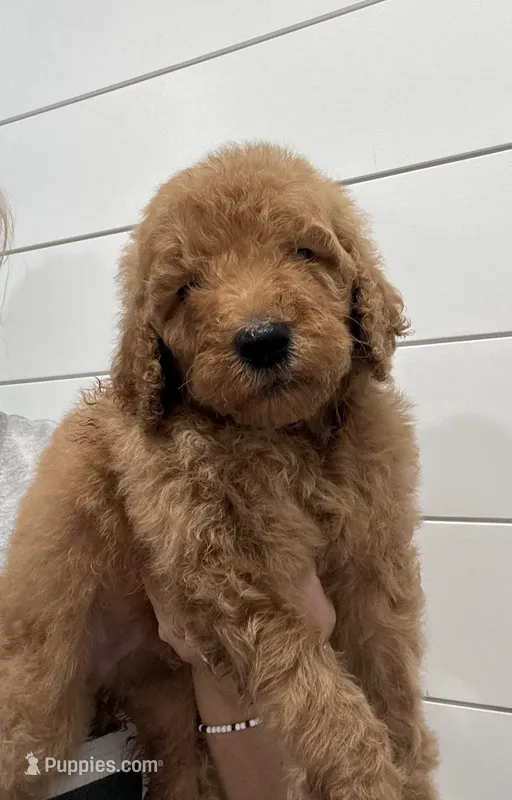 Blue male  – Poodle - Standard  puppy for sale in Wray, GA
