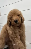 Blue male , a male Poodle - Standard  for sale in Wray, GA – 2 of 4