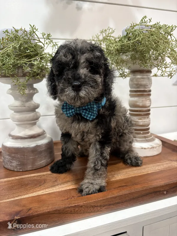 AKC Mini Merle – Poodle - Miniature  puppy for sale in Wray, GA