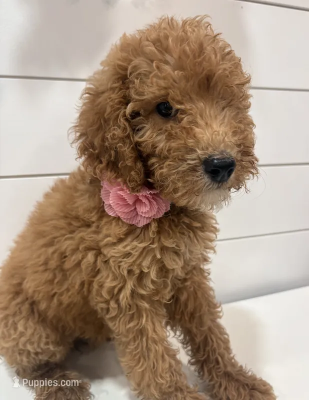 AKC standard Poodle  – Poodle - Standard  puppy for sale in Wray, GA