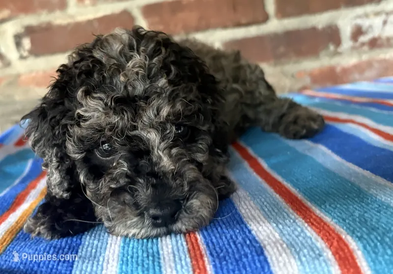 AKC Mini Merle – Poodle - Miniature  puppy for sale in Wray, GA