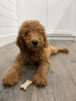 AKC green male , a male Poodle - Standard  for sale in Wray, GA – 3 of 5
