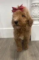 AKC standard Poodle , a female Poodle - Standard  for sale in Wray, GA – 2 of 4