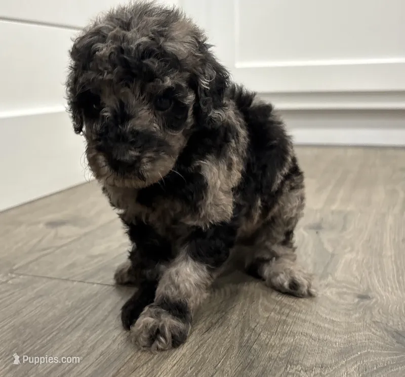 Mini Merle  – Poodle - Miniature  puppy for sale in Wray, GA