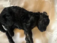 Mini Phantom , a female Poodle - Miniature  for sale in Wray, GA – 4 of 4