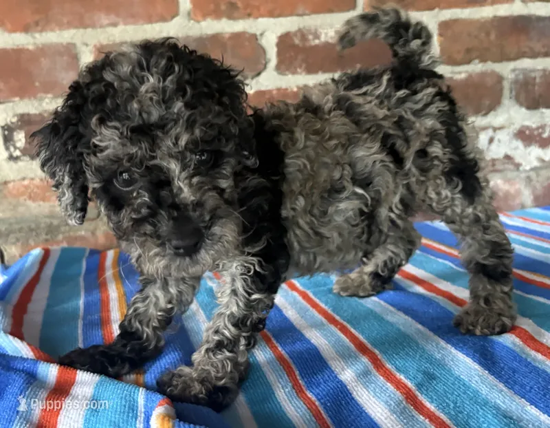 AKC Mini Merle – Poodle - Miniature  puppy for sale in Wray, GA