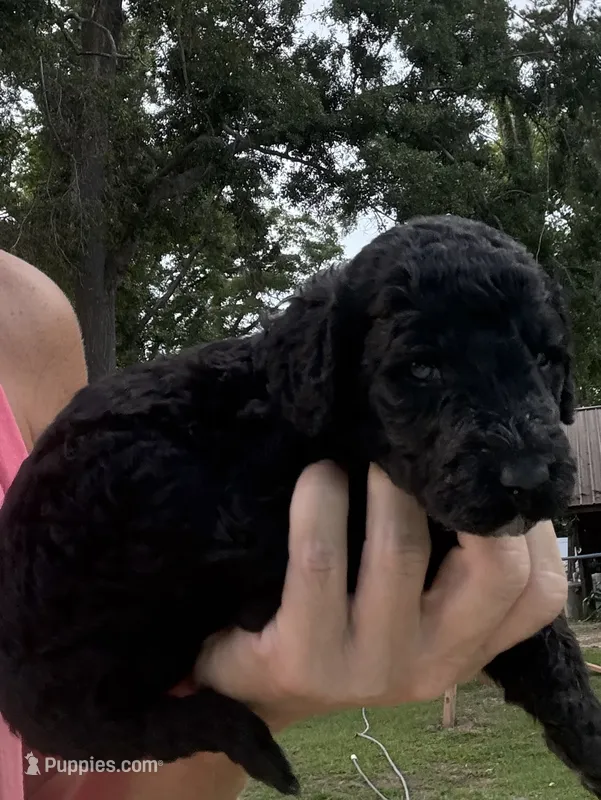 Black AKC girl – Poodle - Standard  puppy for sale in Wray, GA