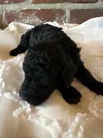 Mini Phantom , a female Poodle - Miniature  for sale in Wray, GA – 3 of 4