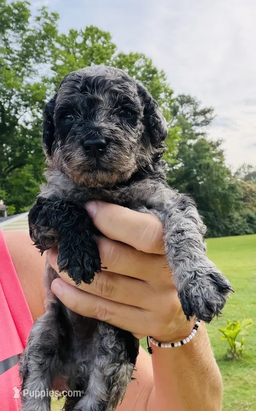 AKC Mini Merle – Poodle - Miniature  puppy for sale in Wray, GA