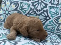 Blue male , a male Poodle - Standard  for sale in Wray, GA – 2 of 2