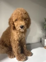 AKC standard Poodle , a female Poodle - Standard  for sale in Wray, GA – 5 of 5