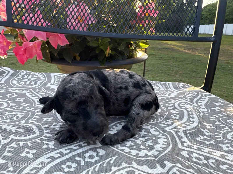 AKC Mini Merle – Poodle - Miniature  puppy for sale in Wray, GA