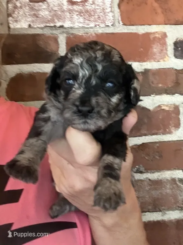 Mini Merle  – Poodle - Miniature  puppy for sale in Wray, GA