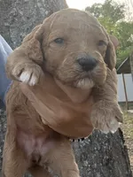 AKC standard Poodle , a female Poodle - Standard  for sale in Wray, GA – 3 of 3