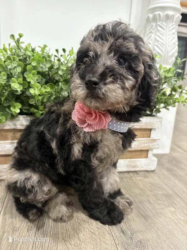 Mini Merle  – Poodle - Miniature  puppy for sale in Wray, GA