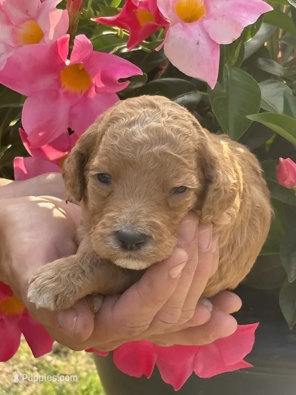 AKC standard Poodle  – Poodle - Standard  puppy for sale in Wray, GA