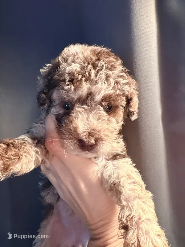 Female mini Aussiedoodle