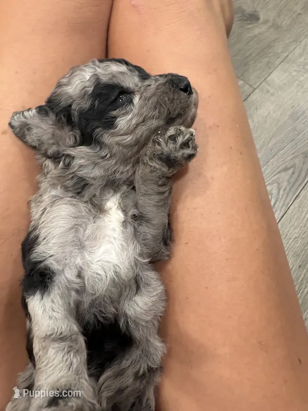 Mini Merle  – Poodle - Miniature  puppy for sale in Wray, GA