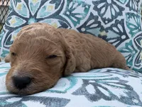 AKC standard Poodle , a female Poodle - Standard  for sale in Wray, GA – 2 of 3